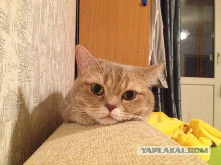 Котовторник
