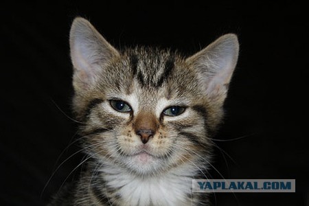 Котовторник 24.03.2015
