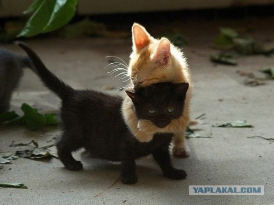 25 котофотоприколов.