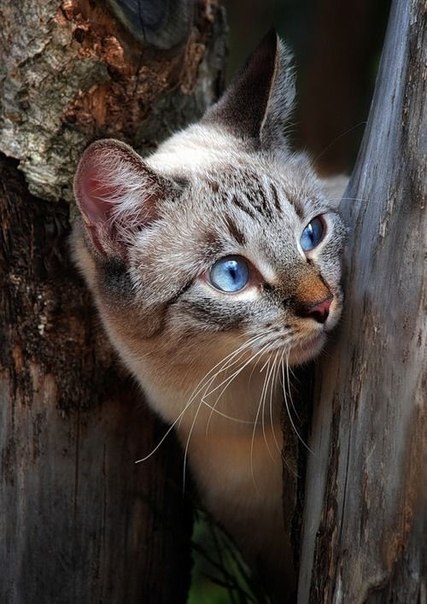 Котэподборка