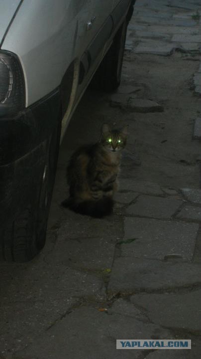 Котовторник 04.08.2015