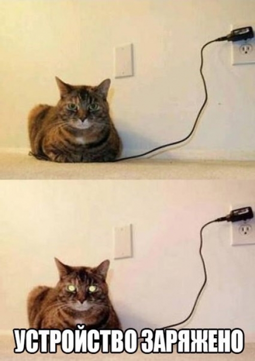 Котовторник