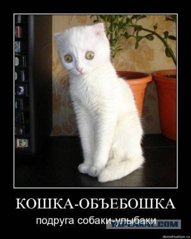 Картинки и демотиваторы