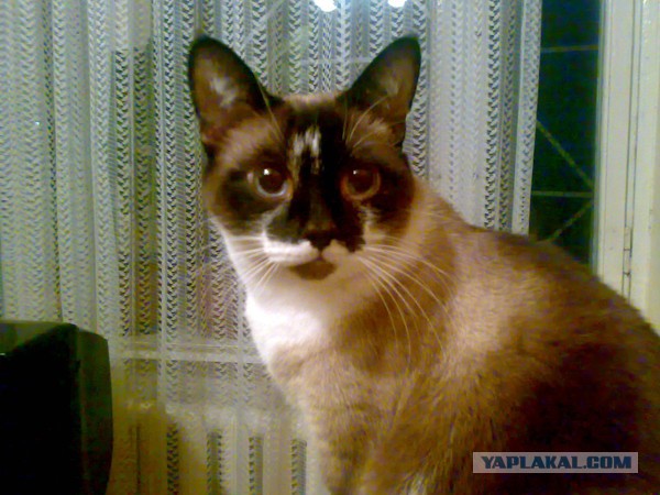 Мой личный котоленд 7