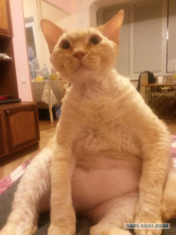 Рыжий кот вид сзади. Рыжий кот с яйцами. Смешные рыжие коты. Кот без яиц. Котик с яичками.