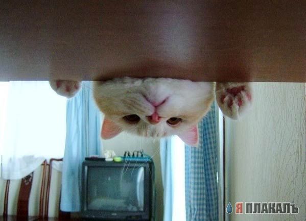 Коты, кошки, котята