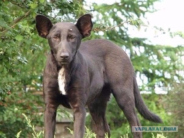 Божьи твари
