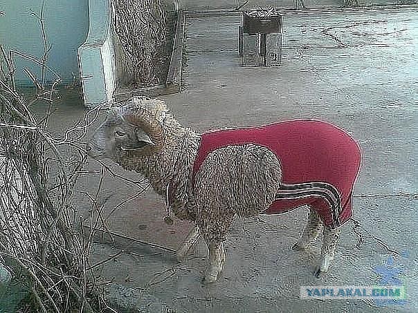 В Элисте борца из Дагестана заставили извиниться за Будду