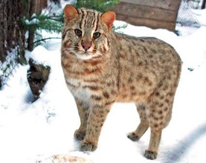 Коты из сети