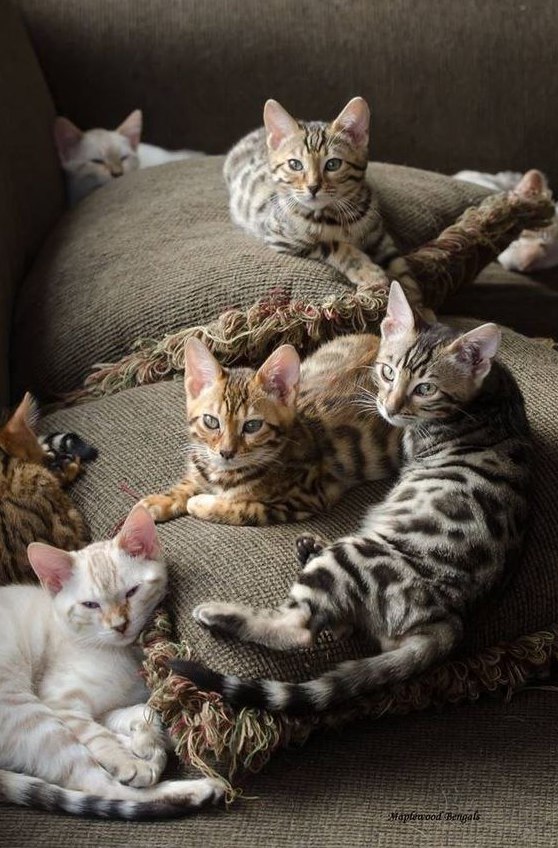 Коты и Кошки
