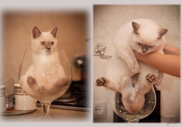 Коты и Кошки