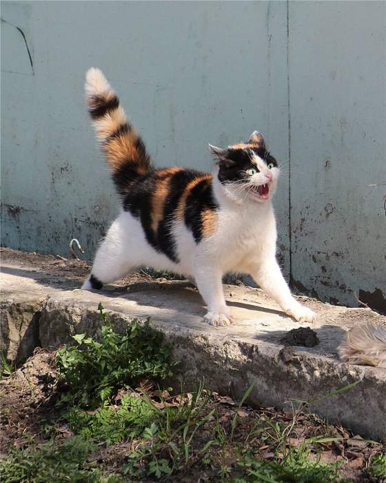 Коты и Кошки