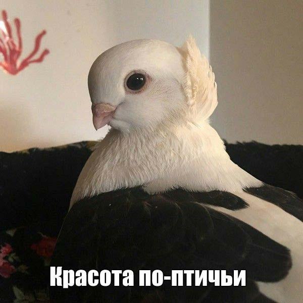 Живность из сети