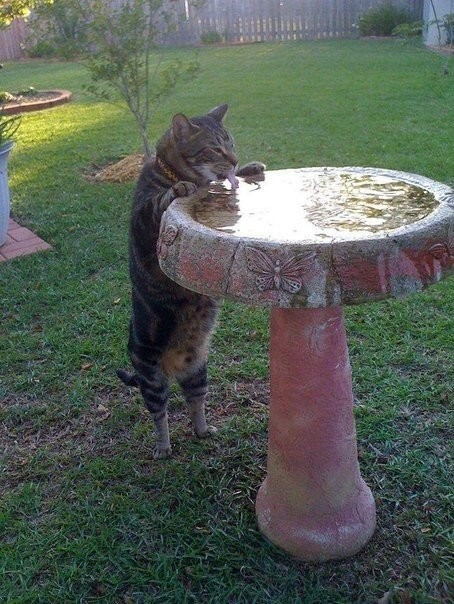 Коты и Кошки