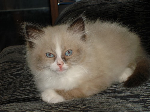 Котомет на вторник (15.04.2008)