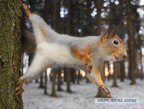 К кому приходила белочка?