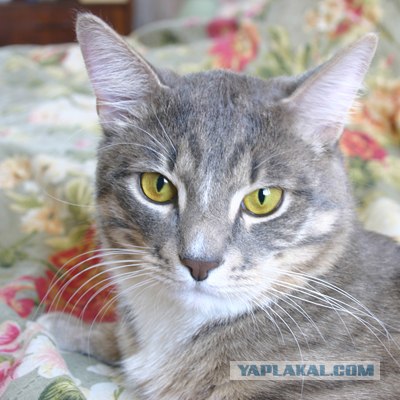 Котовторник стартует