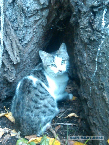 Котовторник (начало в супермаркете!)