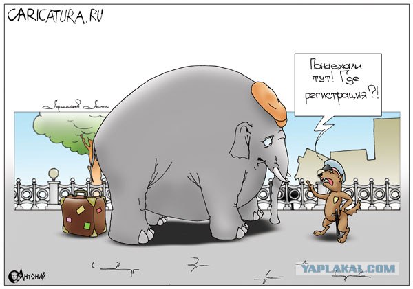 Сторожевые собаки Белого острова!
