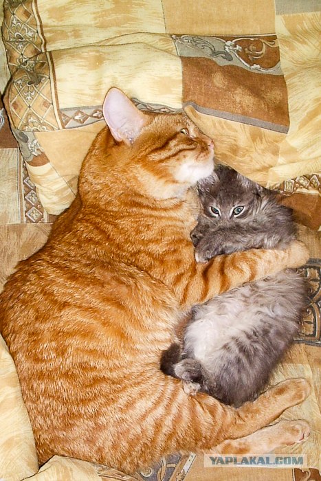 Котовторник (31.01.2012)