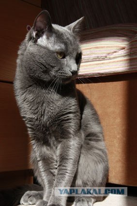 Котовторник 24.04.2012