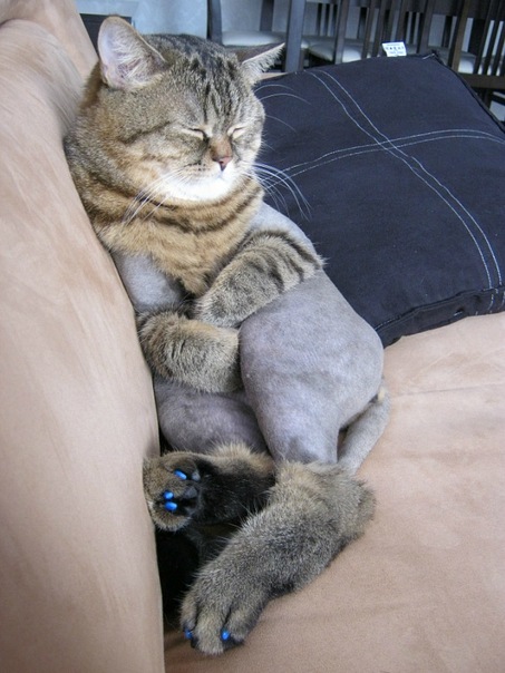 Котовторник 29.05.2012