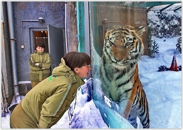 Дикий котовторник