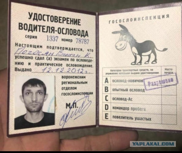 Обиженный король джунглей ругается и плюется