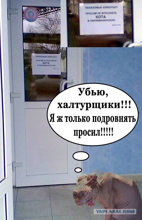 Не впускайте кота в парикхмахерскую)))