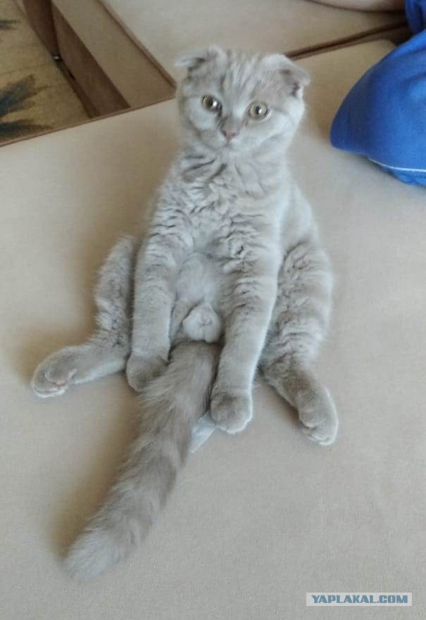 Хоба! Котовторник!