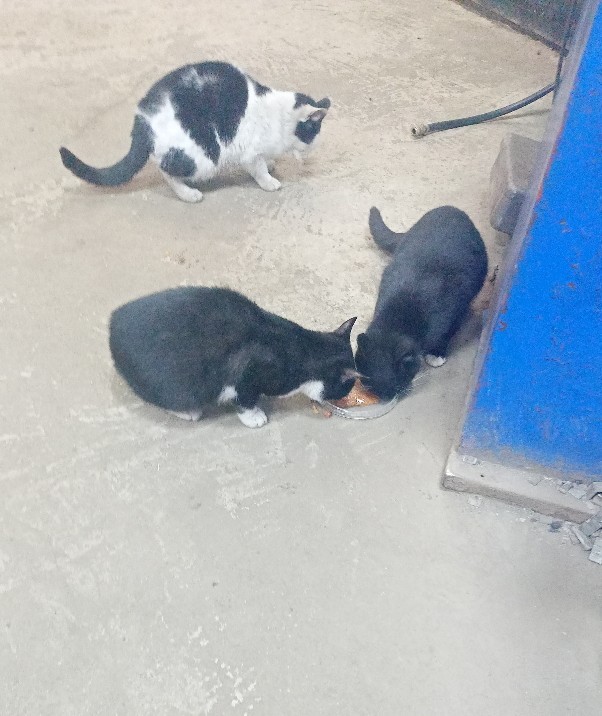 Котобанда Милахи продолжает отжимать шиномонтаж!
