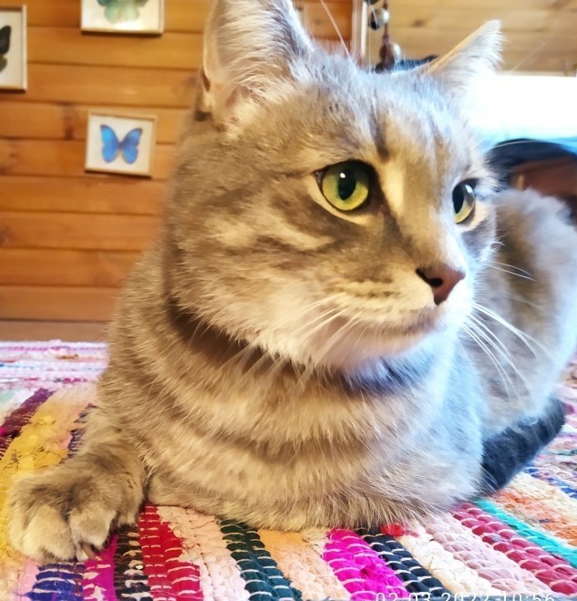 Котовторник
