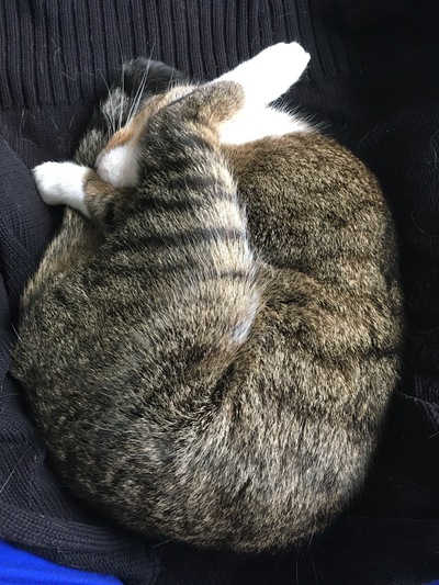 Котовторник в картинках