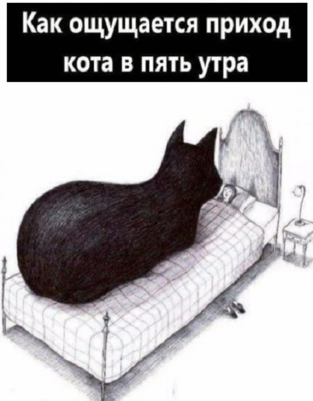 К котовторнику: подборка картинок-баянов с котиками и про котиков. Выпуск 11
