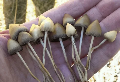 Ноябрь, грибы...