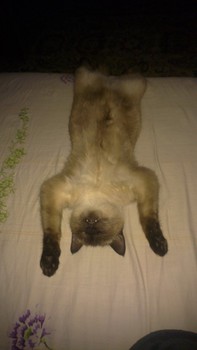 Котовторник 04.03.2014