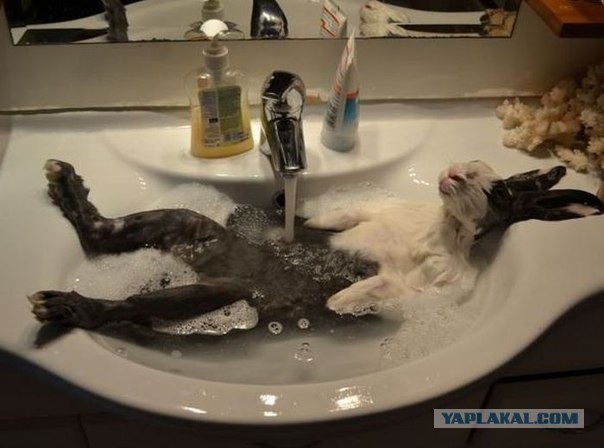 Весёлые картинки. Разбавим будни