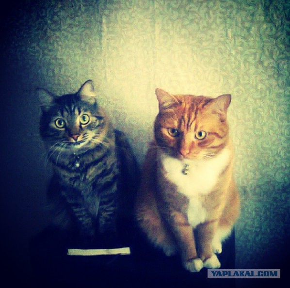 Котовторник 29.04.14.