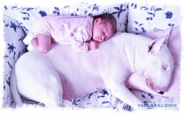 Кормит бультерьера