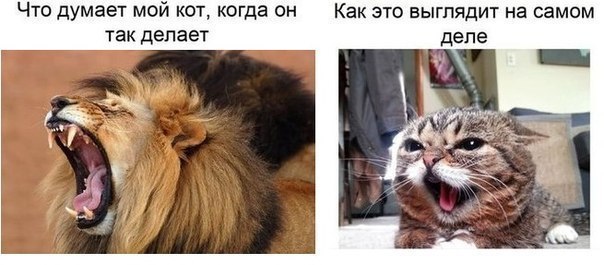 Смешные комментарии из социальных сетей 02.08.14