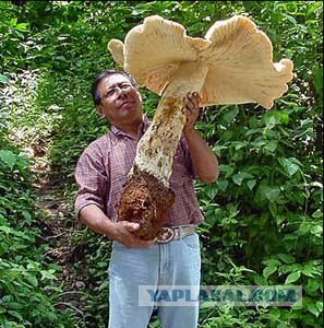 За грибами!