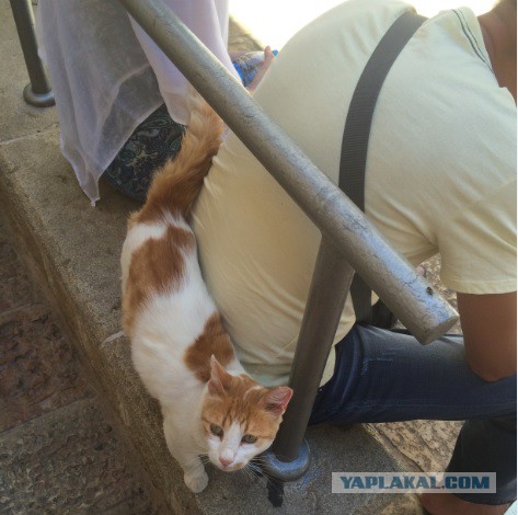 Котовторник 23.12.2014