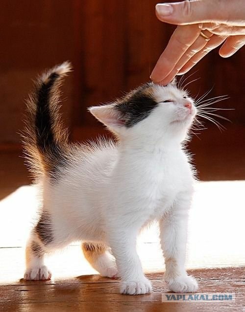 Котовторник