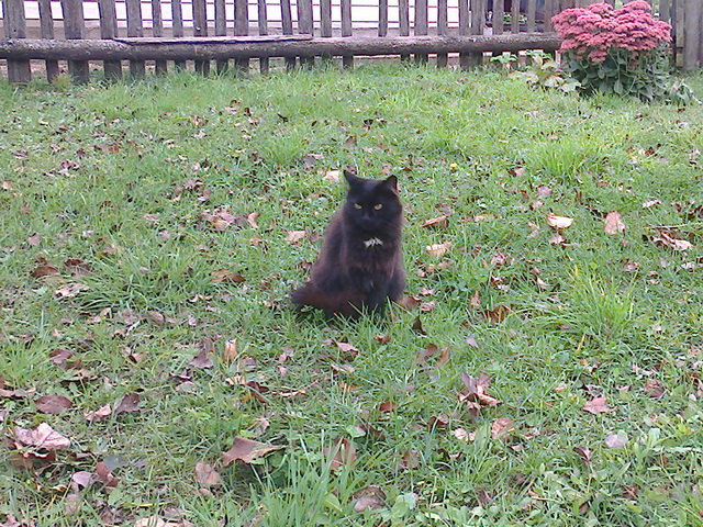 Котовторник 24.03.2015