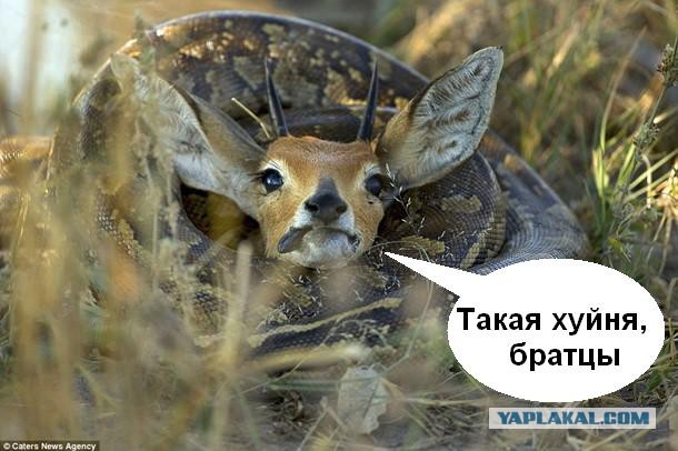 Вот это пообедал!