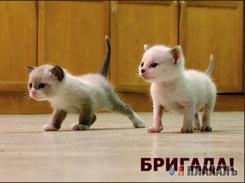 Кошки и Собаки - большая подборка