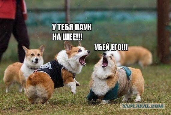 Веселые картинки