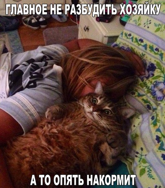 Мохнатые беспредельщики