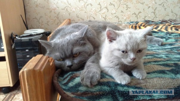 Котовторник 26.07 2016