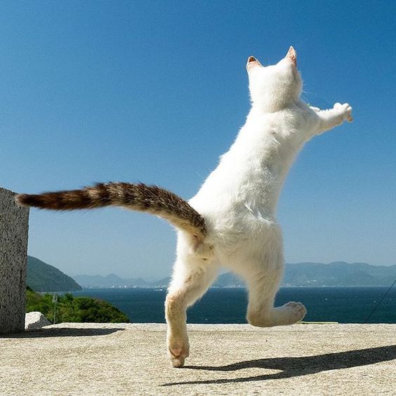 Коты и Кошки